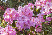 Rhododendron 'Goliath', flowers