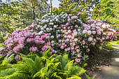 Rhododendron 'Solidarity', in bloom