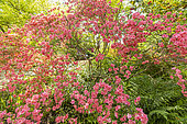 Rhododendron weyrichii, in bloom