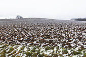 Snow-covered winter ploughing waiting to be sown as a spring crop: maize, barley, peas, etc.