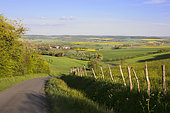 Country landscape in spring along a small country road, a rapeseed is in bloom in the distance, the green of the meadows and the green of the cereals, wheat and barley, cover the undulating hills, in the distance, a village surrounded by houses and farm buildings. Lorraine, France