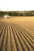 Sowing rapeseed, barley or wheat with a Vederstad seed drill pulled by a claas tractor in the middle of a drought.