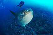 Sunfish (Mola mola) with diver, Manta Point diving site. The Wall. Nusa Penida Island. Bali. Indonesia.
