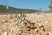Group of Southern swallowtails (Iphiclides podalirius) collecting mineral salts on the damp ground of Eden Park beach, on the shores of Lac de Sainte-Croix, in Les Salles-sur-Verdon in April, in the Parc Naturel Régional du Verdon. France