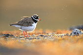 Common Ringed Plover (Charadrius hiaticula) adult in breeding plumage shaking its feathers in the Varanger, Norway