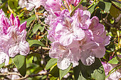 Rhododendron 'Mrs. Charles E. Pearson', flowers