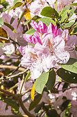 Rhododendron 'Mrs. Charles E. Pearson', flowers