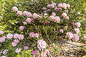 Rhododendron 'Hydon Hunter', in bloom