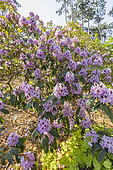 Rhododendron 'Blue Ensign' in bloom