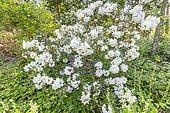 Rhododendron decorum, Aquilegia montanum, in bloom