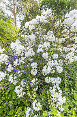 Rhododendron decorum, Aquilegia montanum, in bloom