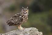 Eurasian eagle-owl (Bubo bubo) on rock, Salamanca, Castilla and León, Spain
