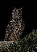 Eurasian eagle-owl (Bubo bubo) on rock at night, Salamanca, Castilla and León, Spain