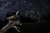 Great capricorn beetle (Cerambyx cerdo) on a branch at night, Salamanca, Castille and León, Spain