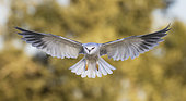 Black-winged Kite (Elanus caeruleus) in flight, Salamanca, Castilla y León, Spain