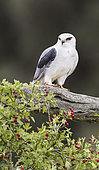 Black-winged Kite (Elanus caeruleus) on a branch, Salamanca, Castilla y León, Spain
