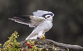 Black-winged Kite (Elanus caeruleus) on a branch in rain, Salamanca, Castilla y León, Spain