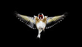 European goldfinch (Carduelis carduelis) in flight on balck background, Salamanca, Castilla y León, Spain