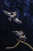 European goldfinch (Carduelis carduelis) pair in flight, Salamanca, Castilla y León, Spain