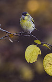 Eurasian siskin (Spinus spinus) on a branch, Salamanca, Castilla y León, Spain