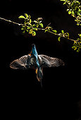 Common Kingfisher (Alcedo atthis), Adult female diving from a branch, Salamanca, Castilla y León, Spain