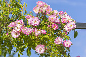 Rosa 'Blush Rambler', in bloom