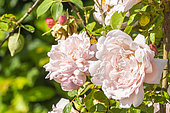 Rosa 'Albertine', flowers