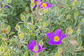 Cistus pulverulentus 'Sunset', flowers