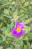Cistus pulverulentus 'Sunset', flower