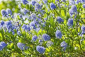 Blue blossom Ceanothus, Ceanothus thyrsiflorus 'Skylark', in bloom