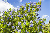Blue blossom Ceanothus, Ceanothus thyrsiflorus 'Skylark', in bloom