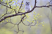 Young hawk owl (Surnia ulula) has left the nest and is waiting for an adult to return to feed. Norway