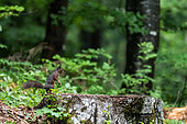 Eurasian red squirrel (Sciurus vulgaris) on a forest stump, Slovenia