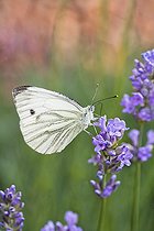 Large white (Pieris brassicae) foraging on lavender flowers, France