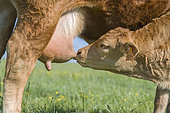 Limousin calf suckling its mother in the meadow