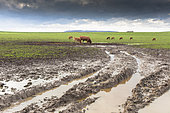Limousin cows degrading the soil of a meadow soaked by autumn rains and marked by the passage of a tractor.