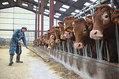A farmer sweeping the cribs and heifers lined up, their heads caught in the headlocks, in a modern, well-ventilated barn.