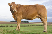 Limousin cow in profile, in the pasture