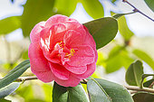 Camellia japonica 'Guichard Soeurs' 1988, flower