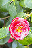 Japanese Camellia, Camellia japonica 'Cruciata, flower
