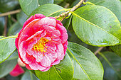 Japanese Camellia, Camellia japonica 'Cruciata, flower