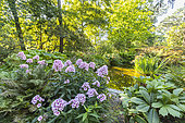 Phlox paniculata 'Frosted Elegance', Parc floral Vincennes, Paris, France