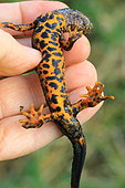 Crested newt (Triturus cristatus) male, hand-held, Isère, France