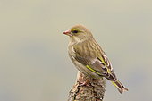 Greenfinch (Carduelis chloris) on a branch, Isère, France