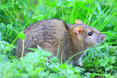 Brown rat (Rattus norvegicus) adult in grass, Isère, France