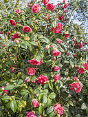 Japanese Camellia, Camellia japonica 'Vega', in bloom
