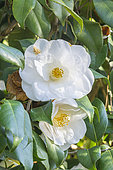 Japanese Camellia, Camellia Japonica 'Tricolor White', flowers