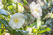 Japanese Camellia, Camellia Japonica 'Tricolor White', flowers