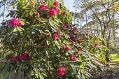 Rhododendron degronianum 'Geisha Lilarosa', in bloom