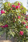 Rhododendron degronianum 'Geisha Lilarosa', in bloom